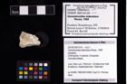 Foto (Objekt + Etikett) von Goniodromites bidentatus (Reuss, 1859)  (NHMW-GEO-2014-0194-1010)